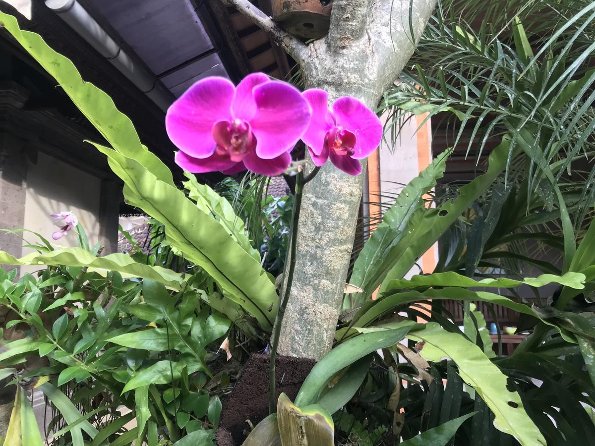 Pangkung House Apartment Ubud  Ngoại thất bức ảnh